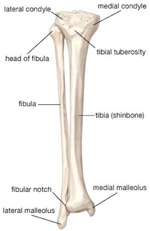 Physical therapy for 2024 broken tibia and fibula